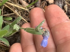 Mertensia oblongifolia
