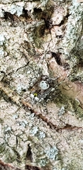 Araneus bicentenarius