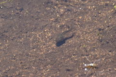 Pseudacris hypochondriaca