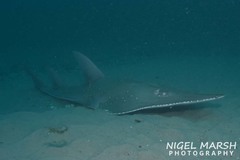 Rhynchobatus australiae