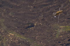 Pseudacris hypochondriaca