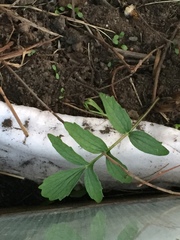 Valeriana officinalis