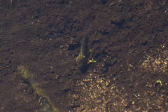 Pseudacris hypochondriaca