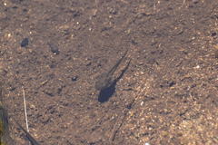 Pseudacris hypochondriaca