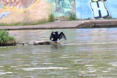 Phalacrocorax carbo