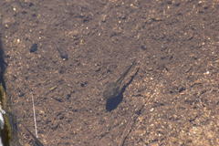 Pseudacris hypochondriaca