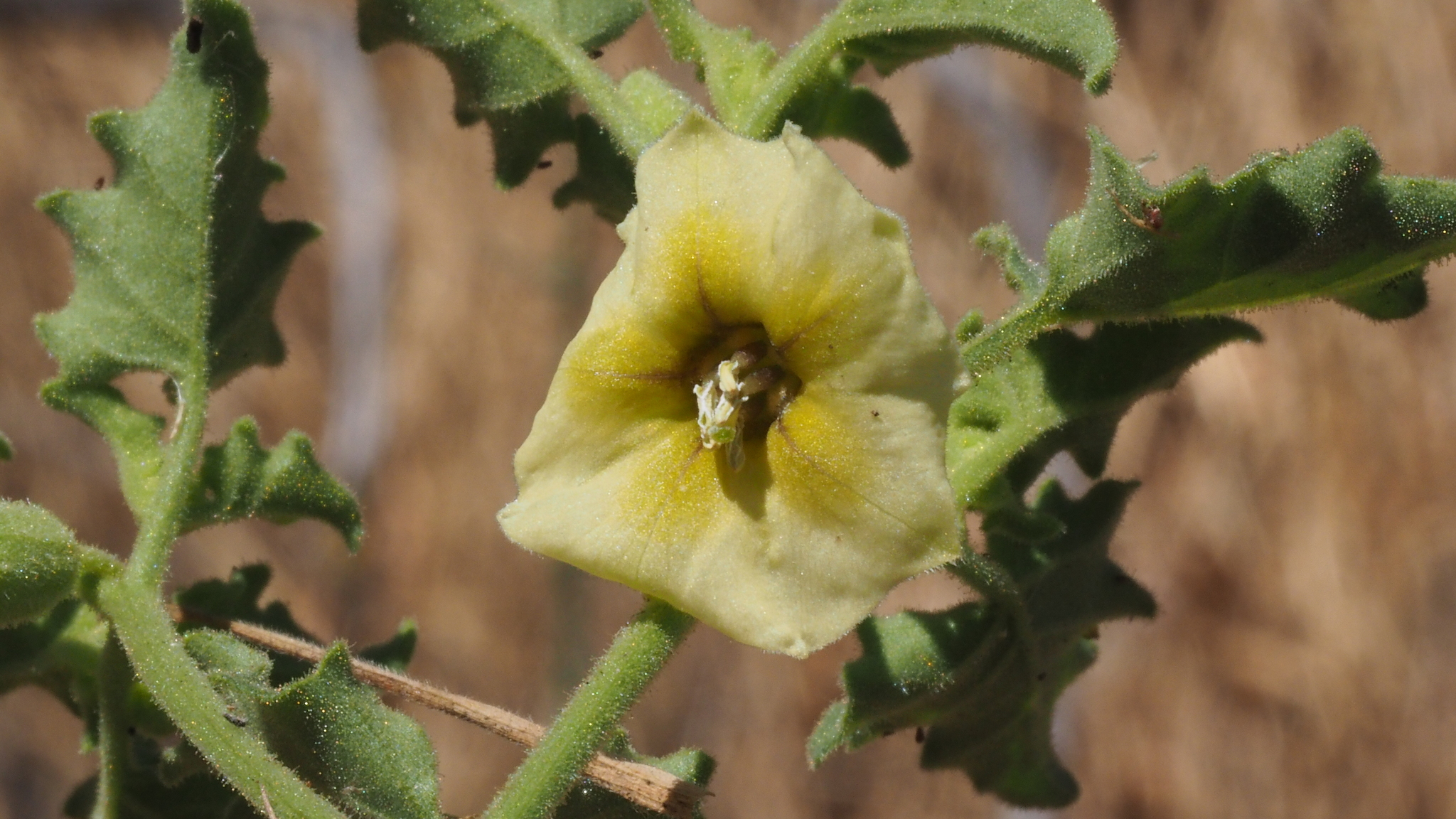 Physalis hederifolia