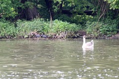 Gallinula chloropus