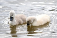 Cygnus olor