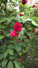 Rosa