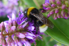 Bombus vestalis