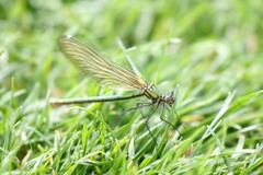 Calopteryx