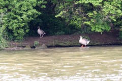 Anser brachyrhynchus