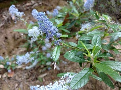 Ceanothus parryi