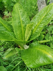 Lysichiton camtschatcensis