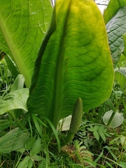 Lysichiton camtschatcensis