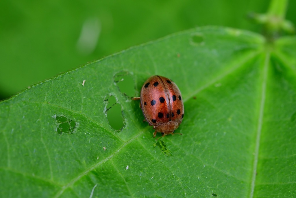 Mexican Bean Beetle