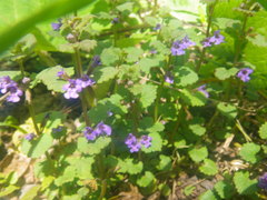 Glechoma hederacea