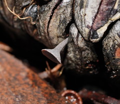 Banksiamyces macrocarpus