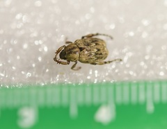 Hoplia squamifera
