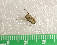 Hoplia squamifera