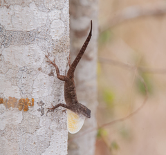 Anolis jubar albertschwartzi