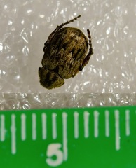 Hoplia squamifera