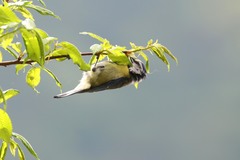 Cyanistes caeruleus