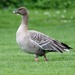 Pink-footed Goose - Photo (c) Martin Grimm, some rights reserved (CC BY-NC), uploaded by Martin Grimm