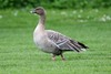 Pink-footed Goose - Photo (c) Martin Grimm, some rights reserved (CC BY-NC), uploaded by Martin Grimm