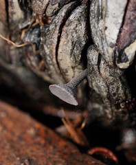 Banksiamyces macrocarpus