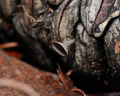 Banksiamyces macrocarpus