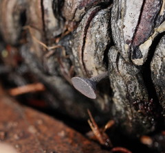 Banksiamyces macrocarpus