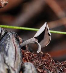 Banksiamyces macrocarpus