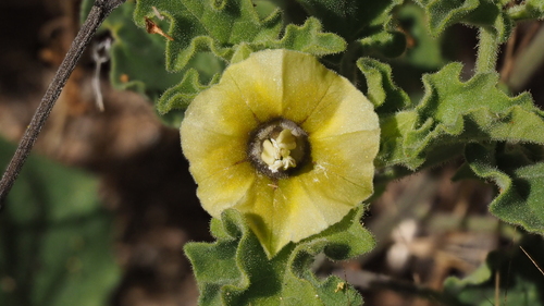 Physalis hederifolia var. palmeri