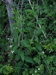 Solidago arguta arguta