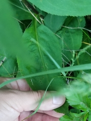 Solidago arguta arguta
