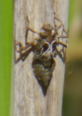 Libellula quadrimaculata