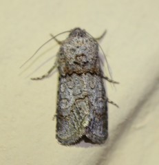 Sympistis perscripta