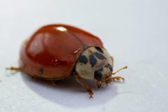 Harmonia axyridis