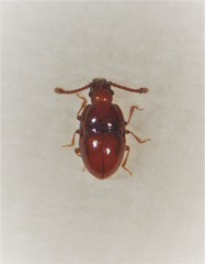 Picrotus thoracicus