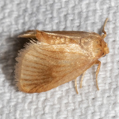 Tortricidia testacea
