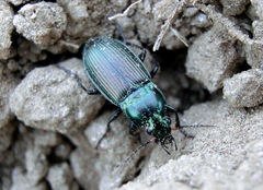 Poecilus versicolor