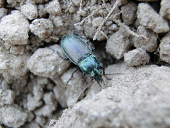 Poecilus versicolor