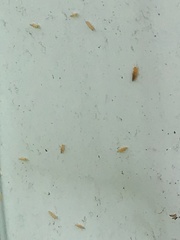Frankliniella