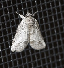 Nycteola polycyma