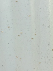 Frankliniella