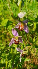 Ophrys apifera