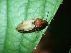 Stropenron hamata