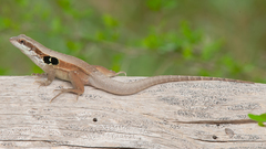 Leiocephalus macropus